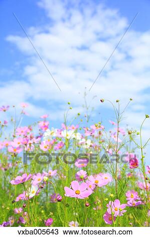 Cosmos View Large Photo Image Stock Image - Cosmos. Fotosearch