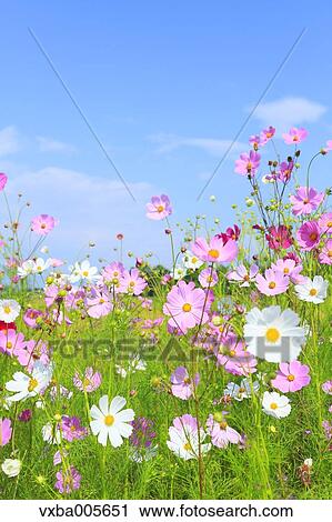 Cosmos View Large Photo Image Stock Image - Cosmos. Fotosearch
