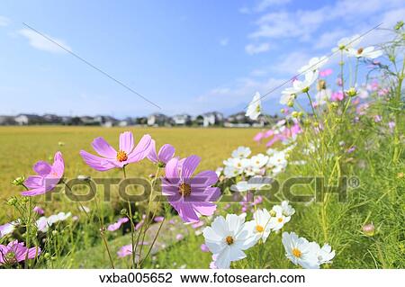 Cosmos View Large Photo Image Stock Image - Cosmos. Fotosearch