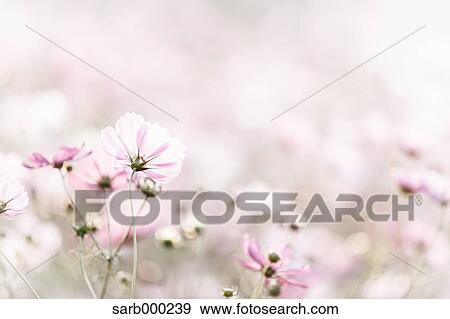 Cosmos View Large Photo Image Stock Photo - Cosmos. Fotosearch