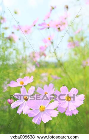 Cosmos View Large Photo Image Stock Photo - Cosmos. Fotosearch