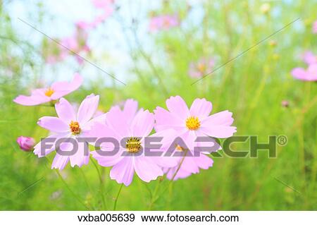 Stock Photo - Cosmos. Fotosearch
