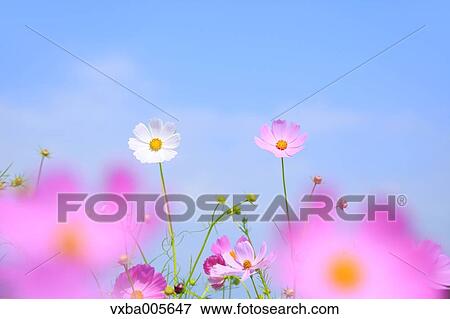 Stock Photo - Cosmos. Fotosearch