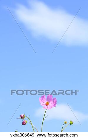 Stock Photo - Cosmos. Fotosearch