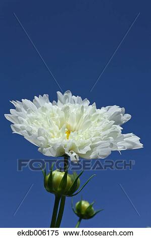 Stock Photography - Cosmos. Fotosearch