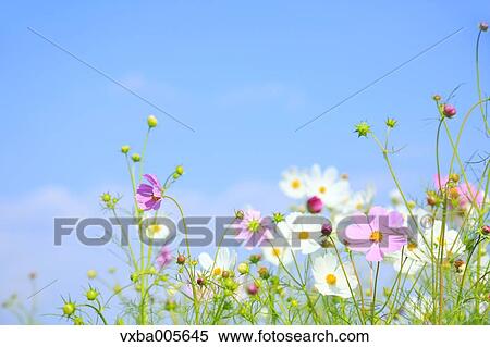 Cosmos View Large Photo Image Stock Photography - Cosmos. Fotosearch