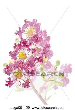 Crape Myrtle View Large Photo Image Stock Photo - Crape Myrtle. Fotosearch