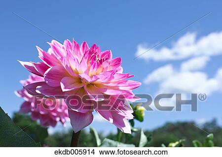 Dahlia View Large Photo Image Picture - Dahlia. Fotosearch