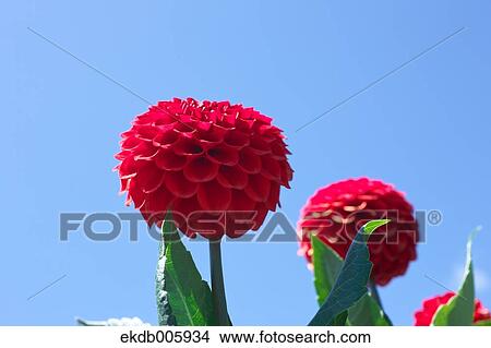 Picture - Dahlia. Fotosearch