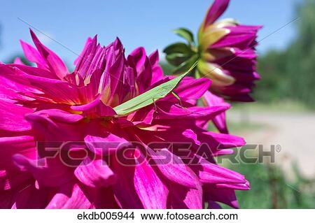 Dahlia View Large Photo Image Picture - Dahlia. Fotosearch