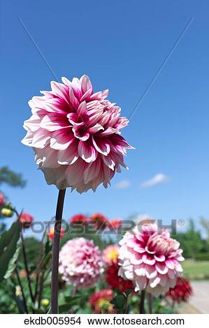 Dahlia View Large Photo Image Picture - Dahlia. Fotosearch