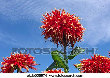 Dahlia View Large Photo Image Picture - Dahlia. Fotosearch
