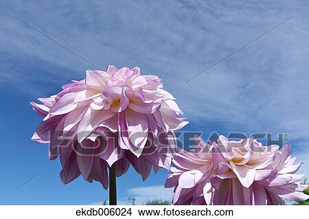 Dahlia View Large Photo Image Picture - Dahlia. Fotosearch
