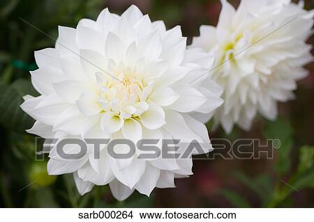 Picture - Dahlia. Fotosearch
