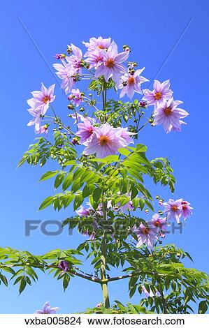 Dahlia View Large Photo Image Picture - Dahlia. Fotosearch