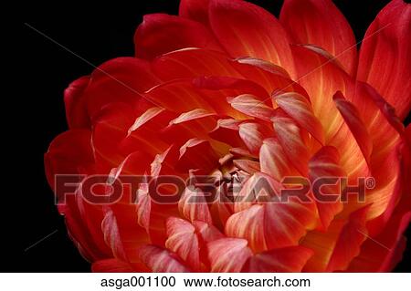 Dahlia View Large Photo Image Stock Image - Dahlia. Fotosearch