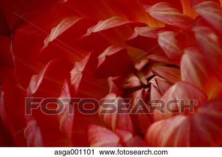 Stock Image - Dahlia. Fotosearch