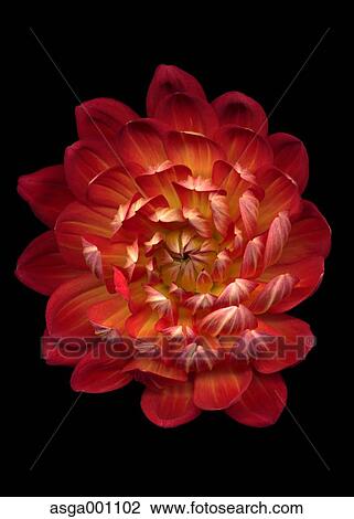 Dahlia View Large Photo Image Stock Image - Dahlia. Fotosearch