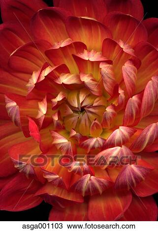 Dahlia View Large Photo Image Stock Image - Dahlia. Fotosearch