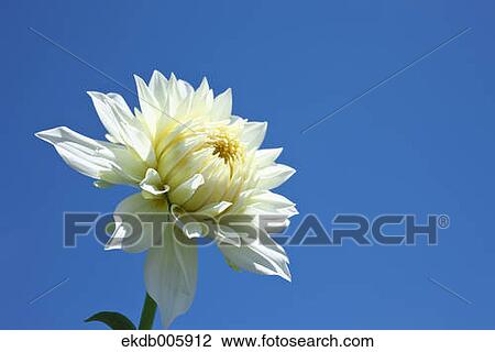 Dahlia View Large Photo Image Stock Image - Dahlia. Fotosearch