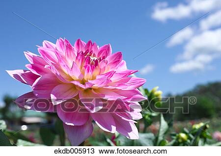 Dahlia View Large Photo Image Stock Image - Dahlia. Fotosearch
