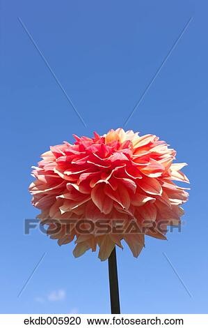 Stock Image - Dahlia. Fotosearch
