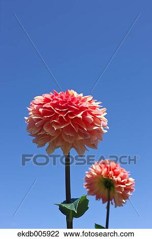 Dahlia View Large Photo Image Stock Image - Dahlia. Fotosearch