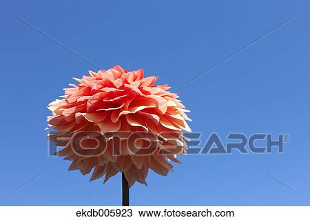 Dahlia View Large Photo Image Stock Image - Dahlia. Fotosearch
