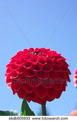 Dahlia View Large Photo Image Stock Image - Dahlia. Fotosearch