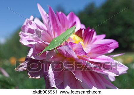 Dahlia View Large Photo Image Stock Image - Dahlia. Fotosearch