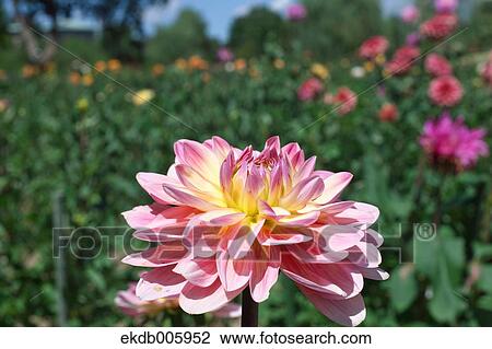 Dahlia View Large Photo Image Stock Image - Dahlia. Fotosearch