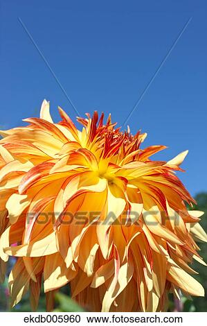 Dahlia View Large Photo Image Stock Image - Dahlia. Fotosearch
