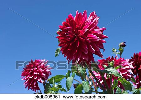 Stock Image - Dahlia. Fotosearch