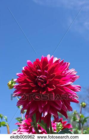 Dahlia View Large Photo Image Stock Image - Dahlia. Fotosearch