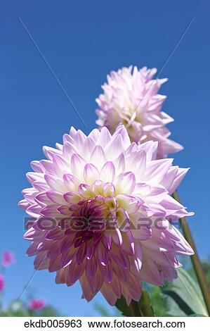 Dahlia View Large Photo Image Stock Image - Dahlia. Fotosearch
