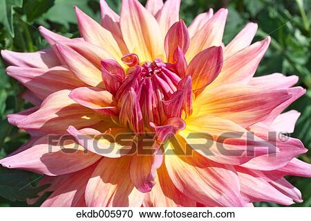 Dahlia View Large Photo Image Stock Image - Dahlia. Fotosearch