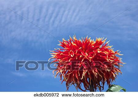Dahlia View Large Photo Image Stock Image - Dahlia. Fotosearch