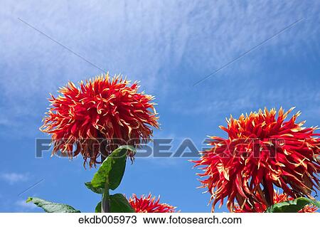 Dahlia View Large Photo Image Stock Image - Dahlia. Fotosearch