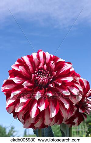 Stock Image - Dahlia. Fotosearch