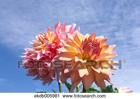 Stock Image - Dahlia. Fotosearch