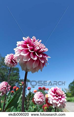 Dahlia View Large Photo Image Stock Image - Dahlia. Fotosearch