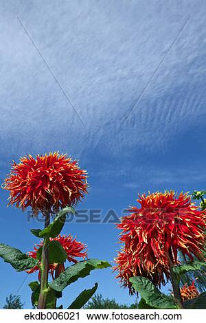 Dahlia View Large Photo Image Stock Image - Dahlia. Fotosearch