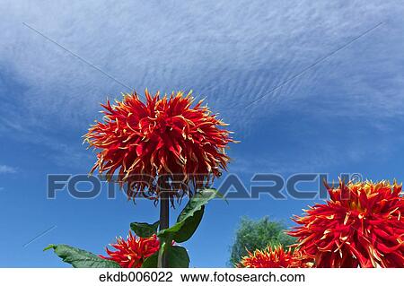 Dahlia View Large Photo Image Stock Image - Dahlia. Fotosearch