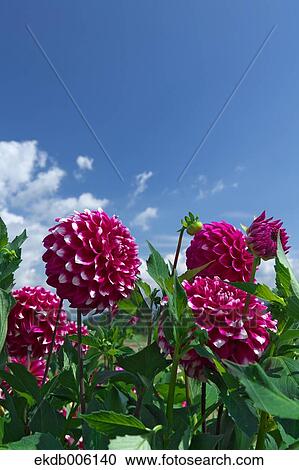 Stock Image - Dahlia. Fotosearch