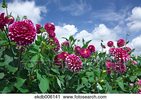 Dahlia View Large Photo Image Stock Image - Dahlia. Fotosearch