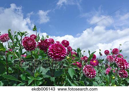 Dahlia View Large Photo Image Stock Image - Dahlia. Fotosearch