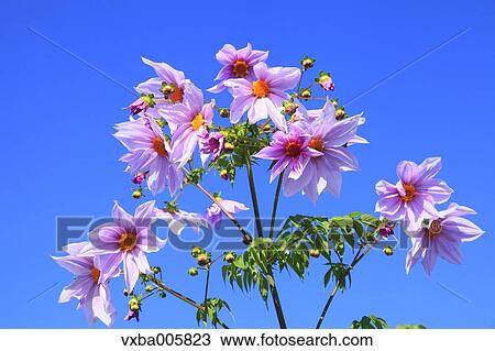 Stock Image - Dahlia. Fotosearch