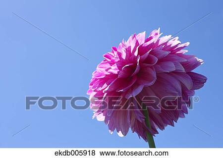 Dahlia View Large Photo Image Stock Photo - Dahlia. Fotosearch