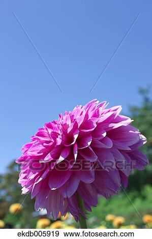Dahlia View Large Photo Image Stock Photo - Dahlia. Fotosearch