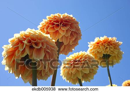 Dahlia View Large Photo Image Stock Photo - Dahlia. Fotosearch